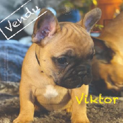 Viktor