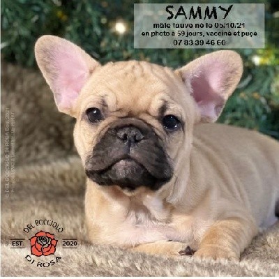 Sammy